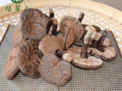 福建椴木紫灵芝赤灵芝 色泽饱满带粉短脚灵芝 散装短柄清香紫灵芝图2