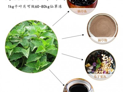 福建仙草凉粉草叶片0.5kg 高胶无土 做烧仙草冻 龟苓膏 果冻布丁图2