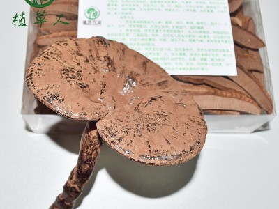 基地现货批发紫灵芝 500g装不苦黑灵芝赤灵芝 椴木清香有柄灵芝图4