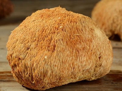 鑫万盛香菇干货批发 福建特产大号猴头菇500g散装新货大个图2