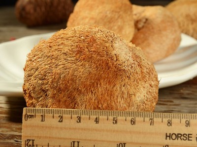 鑫万盛香菇干货批发 福建特产大号猴头菇500g散装新货大个图3