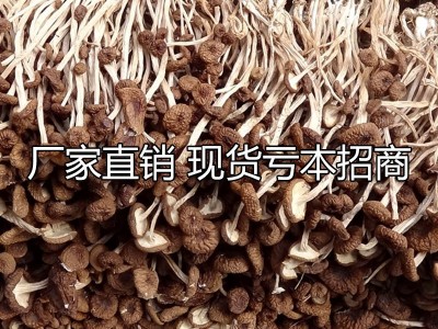 不开伞茶树菇干货250g装新货香嫩干茶树菇干货特产批发图4