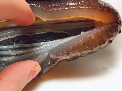即食海参土耳其鲜食冷冻加热即食海参滋补品炖汤食材厂家直供批发图4