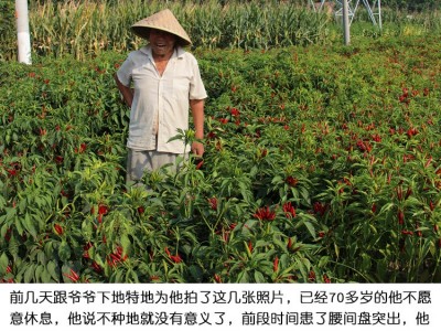 新一代辣椒朝天椒子弹头河南新一代干红辣椒微辣可粉500g批发包邮图4