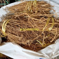 石参根 1000克天蓬草 雀舌草 虎 尾轮 黄瓜参、石参根