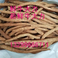 跑江湖地摊展销会产品 鲜牛大力 新鲜牛大力 褒汤炖汤泡酒料