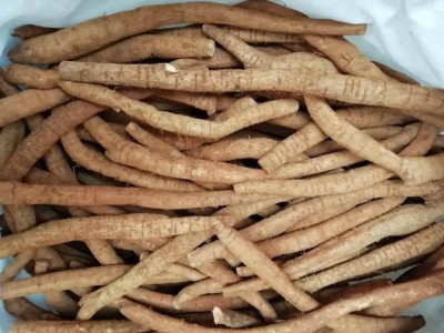 跑江湖地摊展销会产品 鲜牛大力 新鲜牛大力 褒汤炖汤泡酒料图2