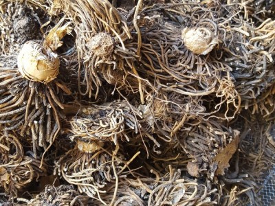 中药材 供应 藜芦 黑藜芦 山葱 大叶藜芦 棕包头 量大从优图2