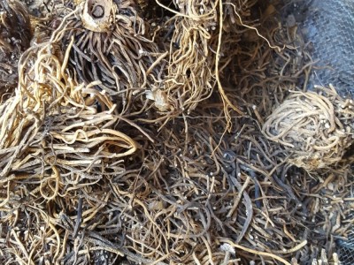 中药材 供应 藜芦 黑藜芦 山葱 大叶藜芦 棕包头 量大从优图3