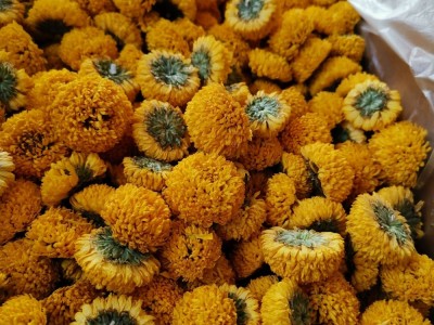 花茶 绣球菊花 绣球菊 乒乓球菊 球菊黄菊 量大从优图2
