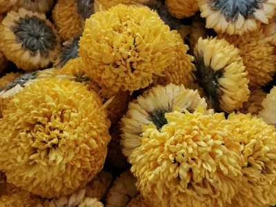 花茶 绣球菊花 绣球菊 乒乓球菊 球菊黄菊 量大从优图3