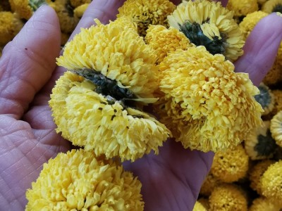 花茶 绣球菊花 绣球菊 乒乓球菊 球菊黄菊 量大从优图4