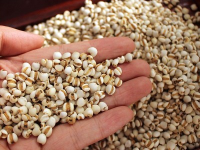新鲜小薏米 薏米仁薏仁米苡仁五谷杂粮粗粮油500g批发图3