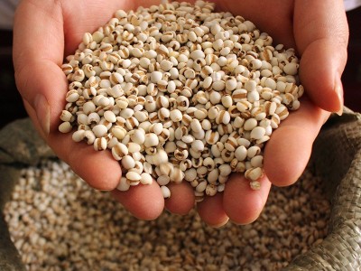新鲜小薏米 薏米仁薏仁米苡仁五谷杂粮粗粮油500g批发图5