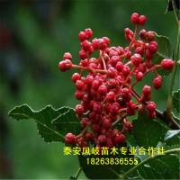 山东批发泰山红花椒树苗 当年大红袍花椒树 品质好适合南北方种植