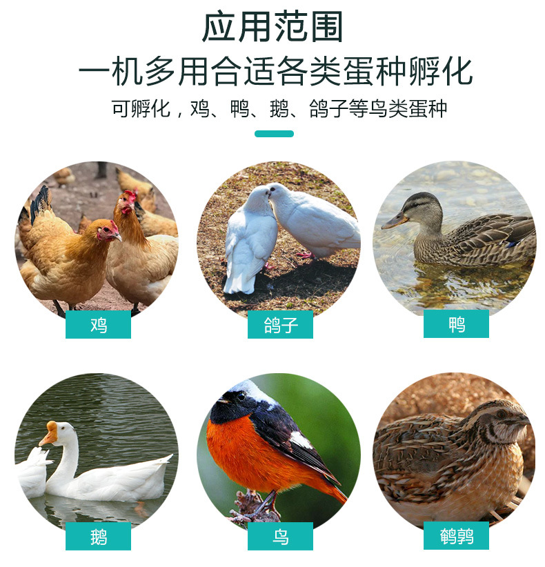 孵化-1_03.jpg