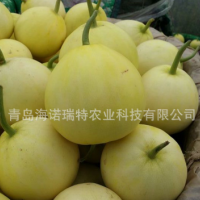 黄白皮甜瓜种子莱甜106 丰产 抗性强
