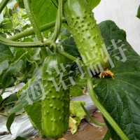 绿宝珠11号 水果型 黄瓜种子短粗 长14cm左右 丰产