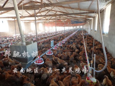 供应 肉鸡养殖设备 自动升降装置 养鸡全套设备 邦驰机械图2