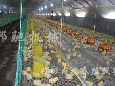 供应 肉鸡养殖设备 自动升降装置 养鸡全套设备 邦驰机械图3