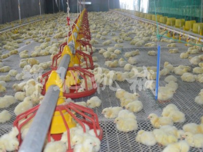 供应 肉鸡养殖设备 自动升降装置 养鸡全套设备 邦驰机械图4