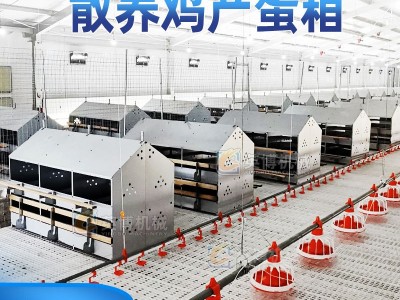 散养鸡产蛋箱24穴母鸡手动集蛋器家禽养殖设备人工防草垫图2