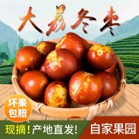 陕西大荔冬枣 现摘自家冬枣 社区 水果微商品质 一件代发