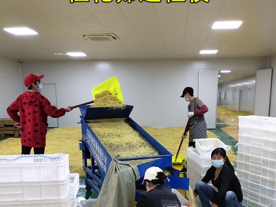 广西特产批发桂花茶优质散装桂花干桂花金桂花食用桂花源头厂家图2