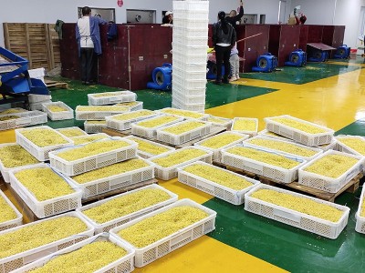 广西特产批发桂花茶优质散装桂花干桂花金桂花食用桂花源头厂家图3