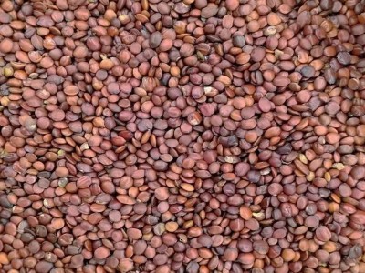 中药材国产酸枣仁粒大饱满散装新货枣仁炒枣仁批发货源充足代打粉图4