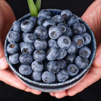 现摘现发 云南新鲜蓝莓当季时令水果 鲜果蓝莓孕妇水果 果园采摘