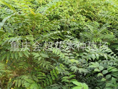 关黄柏苗 土黄药用柏苗 黄柏树苗批发供应图3