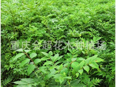 关黄柏苗 土黄药用柏苗 黄柏树苗批发供应图4