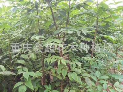 关黄柏苗 土黄药用柏苗 黄柏树苗批发供应图2