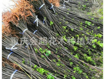 关黄柏苗 土黄药用柏苗 黄柏树苗批发供应图5
