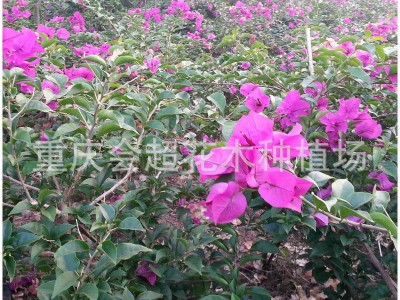 紫色红色藤条三角梅多色 三角梅小苗 三角梅盆栽造型 九重葛图1
