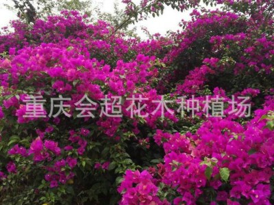 紫色红色藤条三角梅多色 三角梅小苗 三角梅盆栽造型 九重葛图2