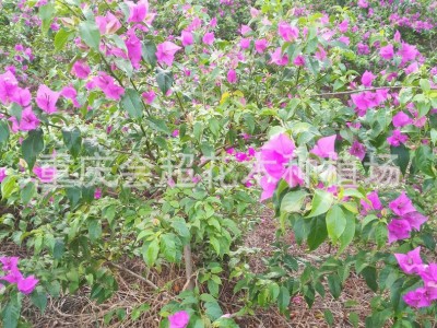 紫色红色藤条三角梅多色 三角梅小苗 三角梅盆栽造型 九重葛图4