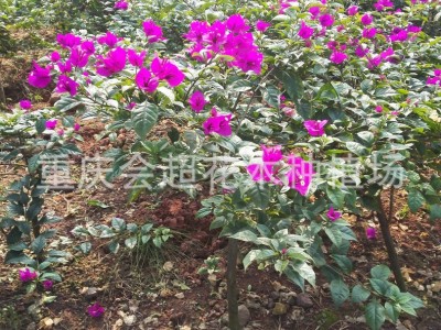紫色红色藤条三角梅多色 三角梅小苗 三角梅盆栽造型 九重葛图3