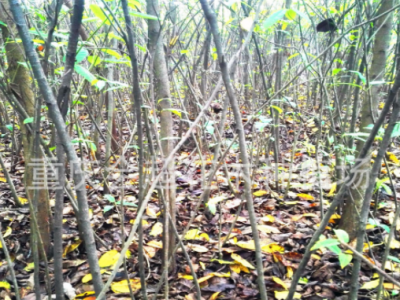 基地大量出售黄桷树苗 黄葛树苗 大叶榕苗 黄角树苗量大从优图5