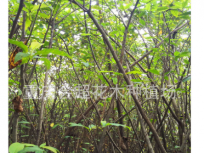 基地大量出售黄桷树苗 黄葛树苗 大叶榕苗 黄角树苗量大从优图4
