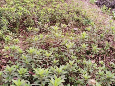 基地批发杜鹃苗 杜鹃花 毛杜鹃 映山红绿化苗图5