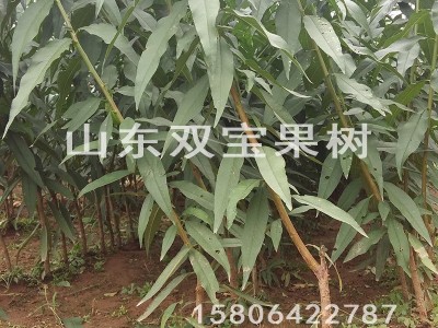 中华寿桃 嫁接晚熟特大北方南方种植 山东桃树苗基地批发价格低图2
