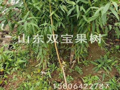 中华寿桃 嫁接晚熟特大北方南方种植 山东桃树苗基地批发价格低图3