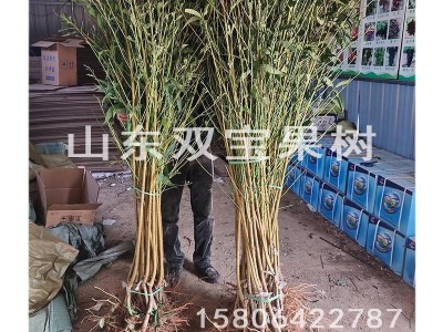 中华寿桃 嫁接晚熟特大北方南方种植 山东桃树苗基地批发价格低图4