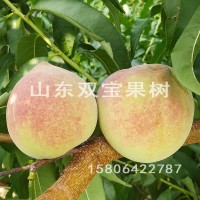 中华寿桃 嫁接晚熟特大北方南方种植 山东桃树苗基地批发价格低