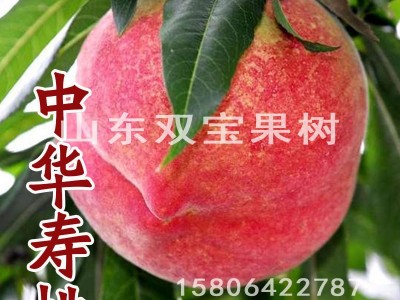中华寿桃 嫁接晚熟特大北方南方种植 山东桃树苗基地批发价格低图5