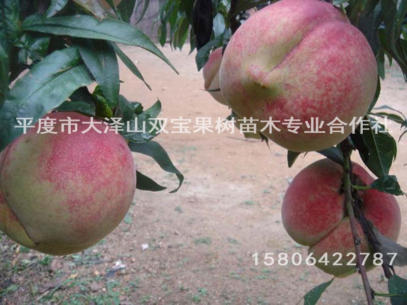 b2012038292921
