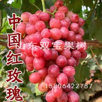 无核 中国红玫瑰 山东平度大泽山葡萄苗基地批发 新品种 价格低