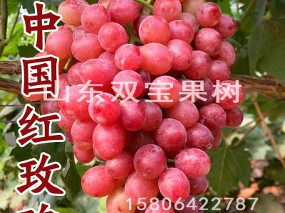 无核 中国红玫瑰 山东平度大泽山葡萄苗基地批发 新品种 价格低图2